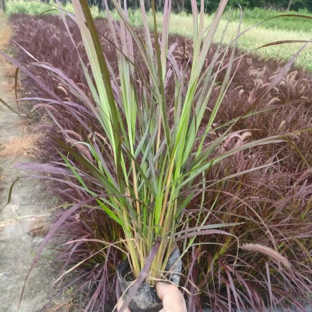 花境植物 特大紫叶火焰狼尾草盆栽苗花镜花园多年生观叶植可开票