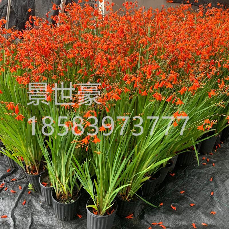 火星花盆栽庭院花镜花卉多年生鸢尾科耐热火星花雄黄兰-图0