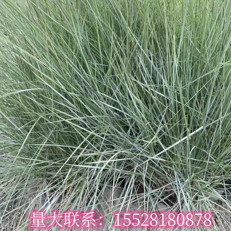 粉黛乱子草苗子苦草苗花菸草苗千屈菜鸢尾苗血草苗香根草苗工程水 - 图3