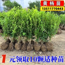 Small leafy yellow Yang Miao melon seed single pole yellow poplar large leaf yellow Yang ball winter green courtyard balcony Greening green fence saplings