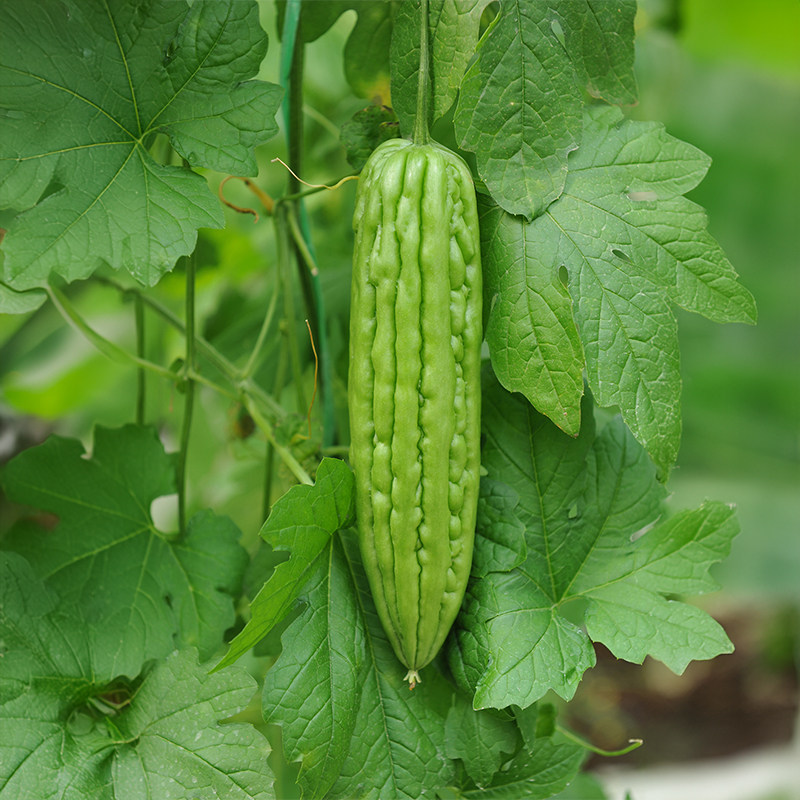 苦瓜种子长肉丝瓜苹果苦瓜瓠瓜砍瓜小癞瓜阳台盆栽农科院蔬菜籽孑,淘宝优惠券,粉丝福利购,淘宝优惠卷