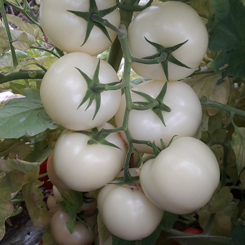 农科院番茄种子原味京采草莓西红柿普罗旺斯沙瓤牛排柿子蔬菜籽孑 - 图3