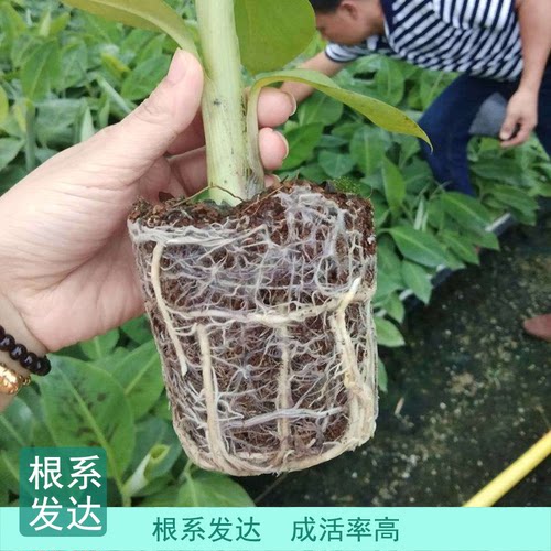 矮化香蕉树苗芭蕉粉蕉苹果蕉小米蕉红美人当年结果盆栽地栽带土 - 图2