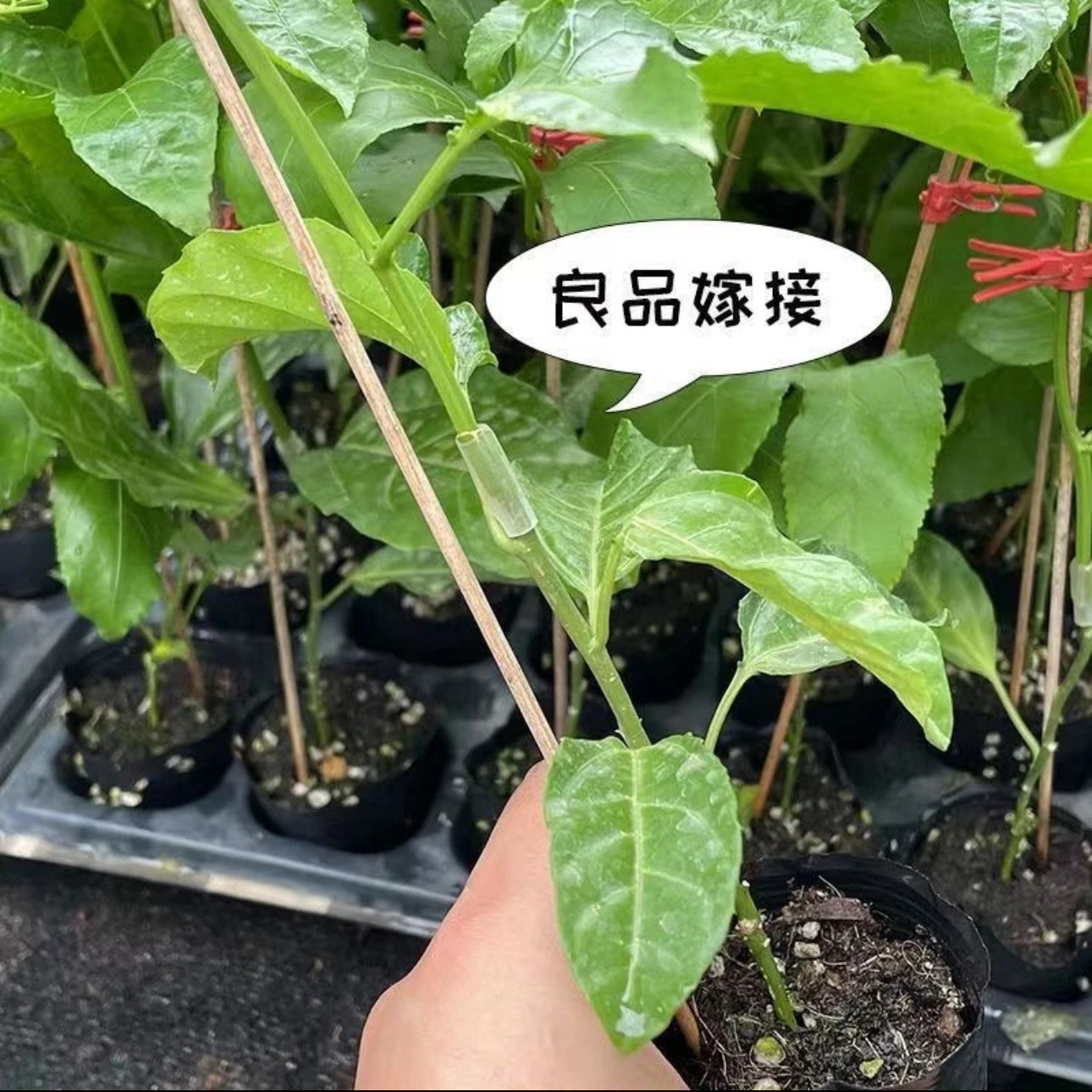 纯甜新品种黄金9号百香果树苗嫁接苗四季爬藤结果大苗阳台盆栽,淘宝优惠券,粉丝福利购,淘宝优惠卷