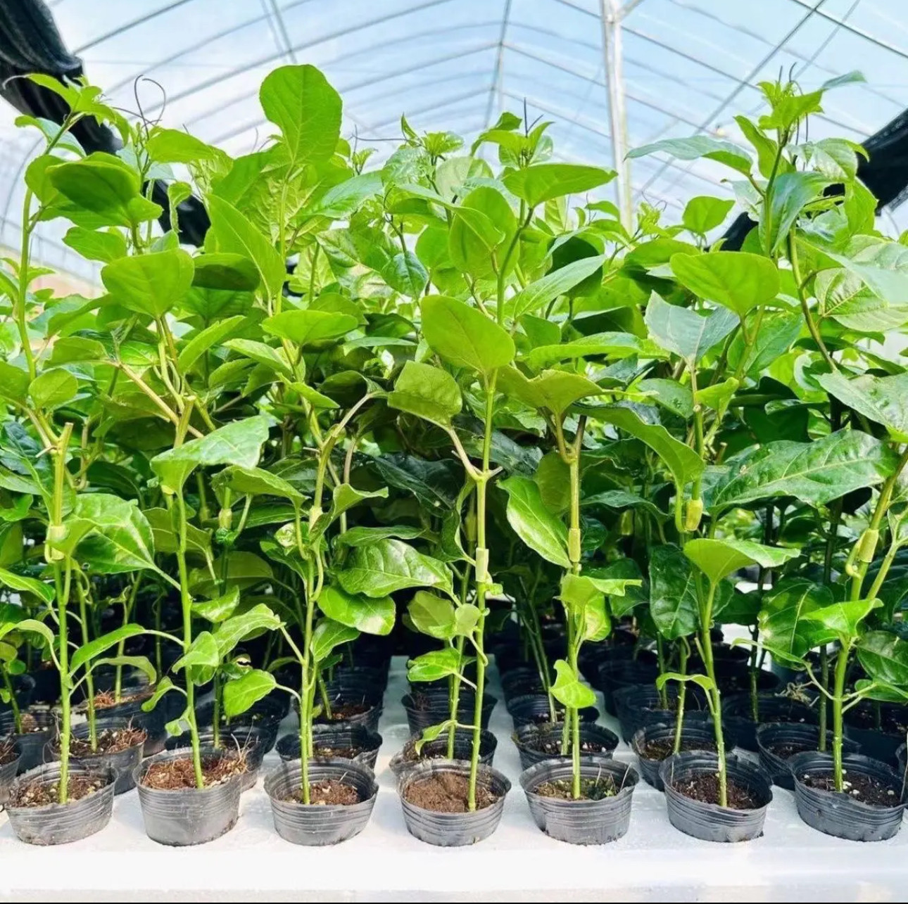 纯甜新品种黄金9号百香果树苗嫁接苗四季爬藤结果大苗阳台盆栽,淘宝优惠券,粉丝福利购,淘宝优惠卷