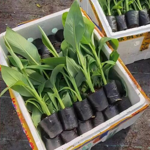 矮化香蕉树苗芭蕉粉蕉苹果蕉小米蕉红美人当年结果盆栽地栽带土 - 图1