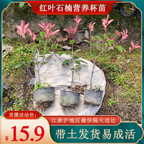 Red Leaf Stone Nan Sapling With Earth Large Cup Miao Courtyard Greenery Plant All Season Without Falling Leaves Flame Red Wall Fence Miao