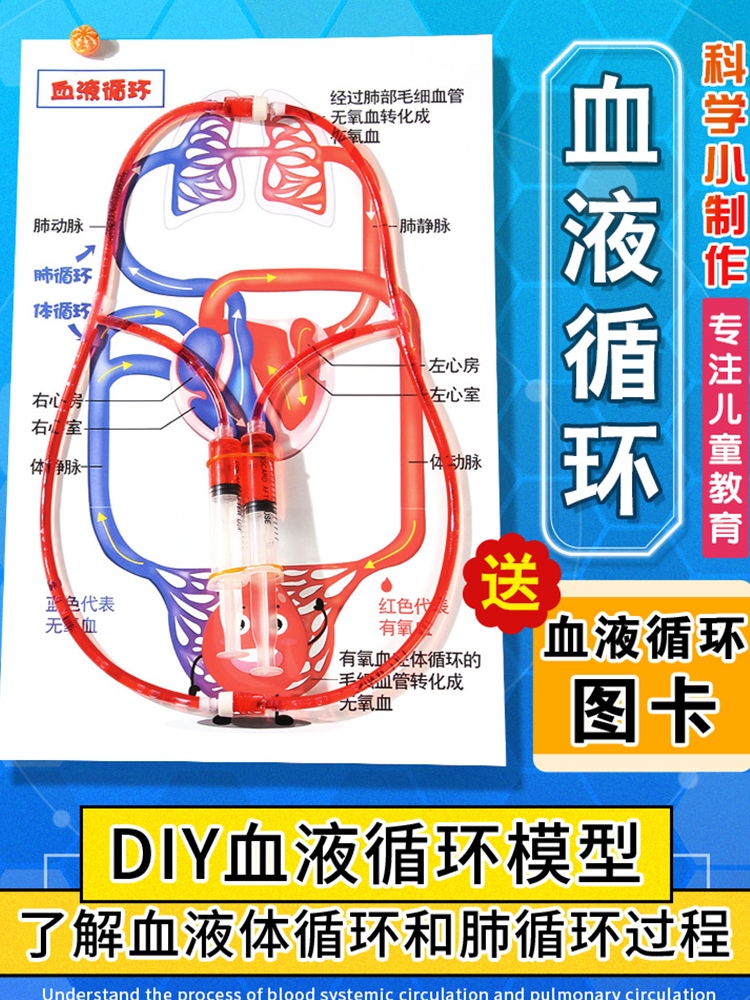 心脏物理生物实验毛细血管人体血液循环模型 DIY科学实验器材制作-图1