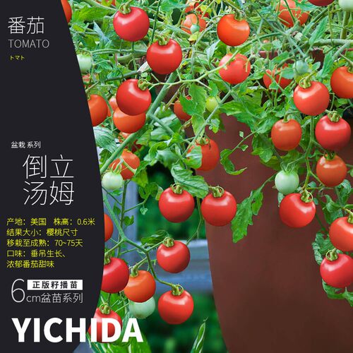 矮生番茄苗YICHIDA进口品种小苗盆栽小番茄苗传家宝蔬菜西红柿苗 - 图2