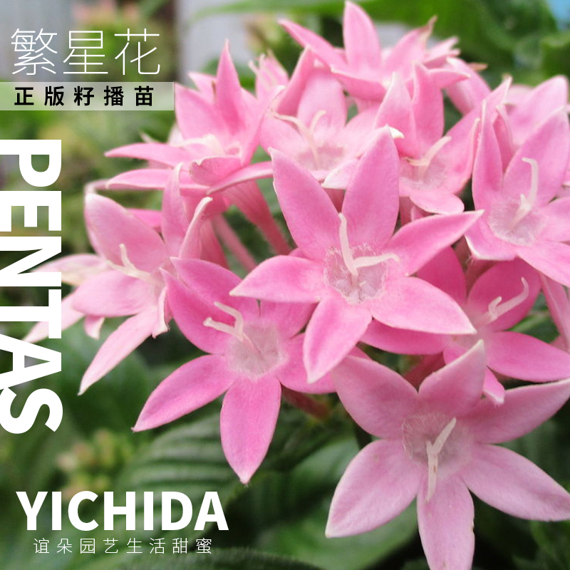 YICHIDA籽播繁星花五星花苗穴盘小苗耐热多年生花卉地栽盆栽花园-图0