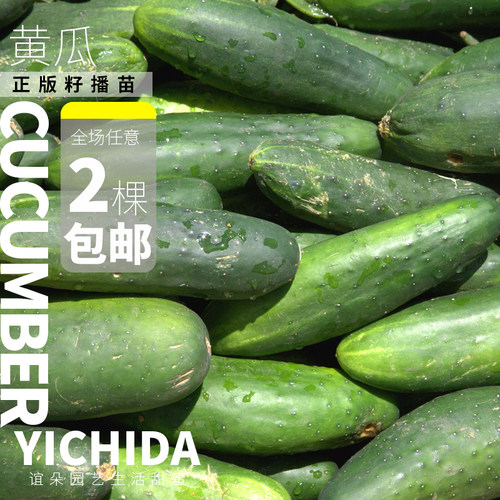 【黄瓜苗】YICHIDA进口品种黄瓜小苗传家宝蔬菜水果黄瓜 - 图2