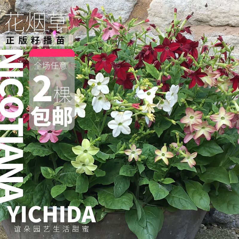 YICHIDA籽播花烟草苗穴盘小苗阿瓦隆耐热多年生花卉地栽盆栽花园-图1