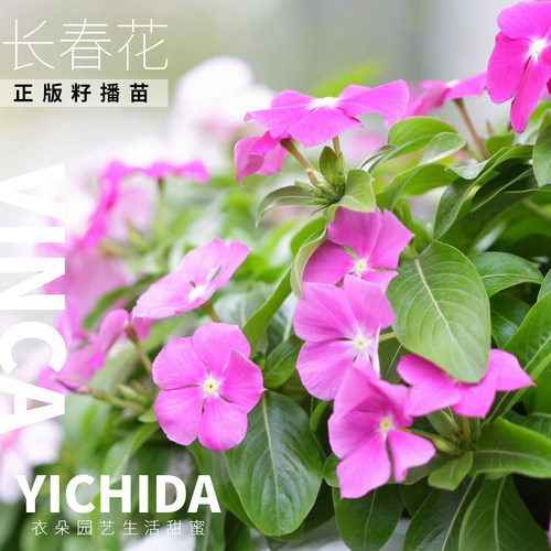 YICHIDA长春花苗籽播垂吊直立金盏草日日新小苗地中海刺青大力神 - 图2