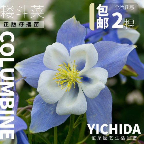 YICHIDA正版进口籽播耧斗菜猫爪花穴盘小苗耐寒花苗春语八音鸟 - 图2