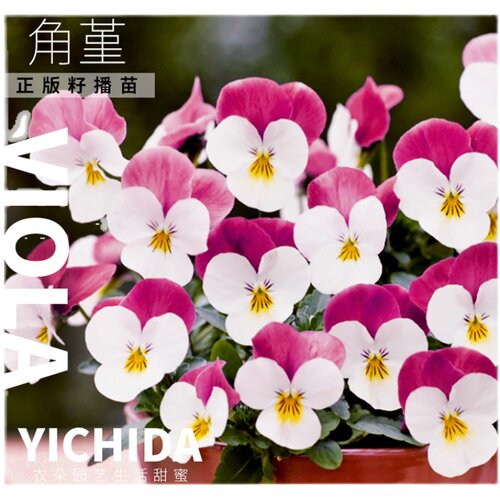 YICHIDA角堇正版进口籽播迷你三色堇小苗秋冬春耐寒花苗古风花力 - 图3