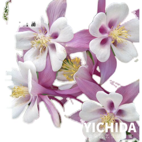 YICHIDA正版进口籽播耧斗菜猫爪花穴盘小苗耐寒花苗春语八音鸟 - 图3
