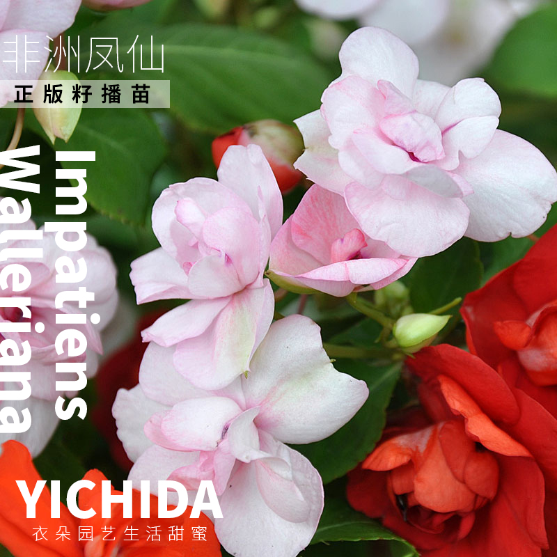 YICHIDA正版进口籽播非洲凤仙花苗穴盘小苗重瓣雅典娜花苗-图3