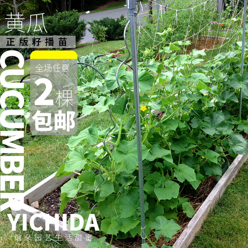 【黄瓜苗】YICHIDA进口品种黄瓜小苗传家宝蔬菜水果黄瓜 - 图1