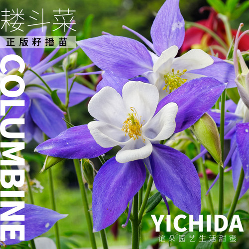 YICHIDA正版进口籽播耧斗菜猫爪花穴盘小苗耐寒花苗春语八音鸟 - 图0