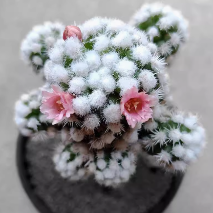 多肉植物 八千代观音莲黄花照波虹之玉紫牡丹白鸟鹿角海棠子宝 - 图0