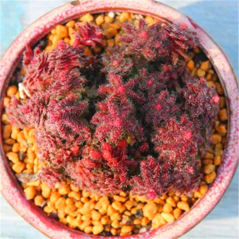 毛海星多肉鸡蛋美人水泡弹簧草多肉植物魔男小米星肉肉花卉盆栽