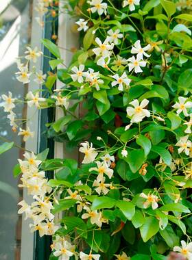 黄色风车茉莉花苗莉拖斯卡纳之星盆栽络石藤庭院阳台爬藤花卉植物