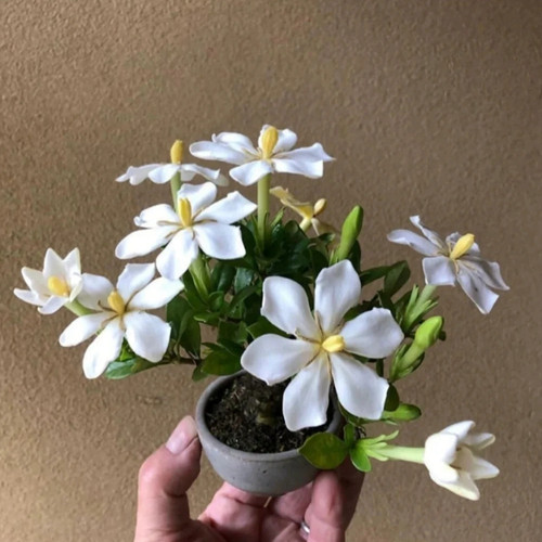稀有名贵品种小叶寿星栀子花重瓣尖叶四季开花迷你盆栽盆景花香 - 图2