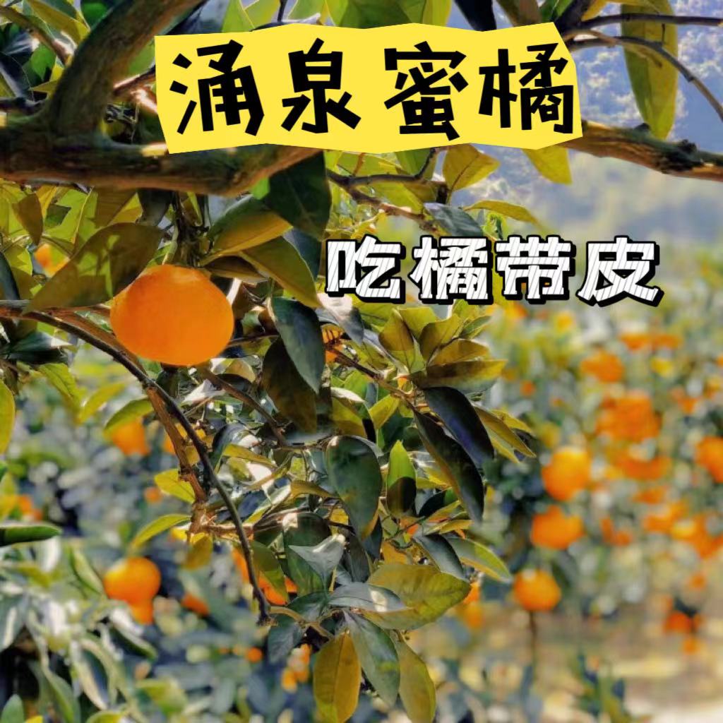 正宗浙江临海涌泉蜜桔新鲜橘子无核台州黄岩蜜桔当季现摘现发10斤-图0