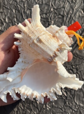 青岛旅游贝壳海螺口哨小螺号哨子大海旅游区纪念留念特色工艺品