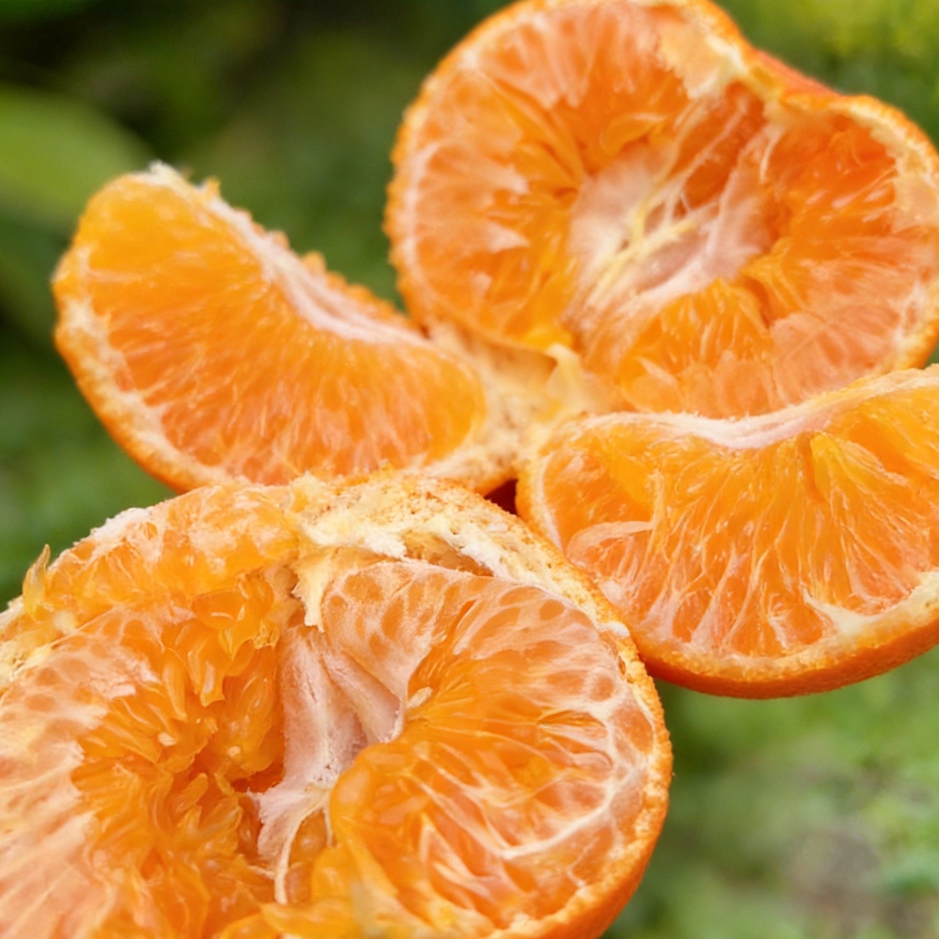 1月上架 眉山甘平柑橘新鲜现摘现发大橘甘平 好剥的桔子,淘宝优惠券,粉丝福利购,淘宝优惠卷