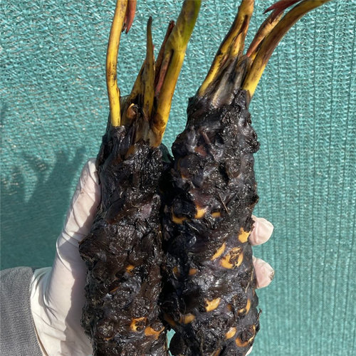 【睡莲带花苞】花根块水培植物池塘水池四季种鱼缸水养荷花苗盆栽 - 图2