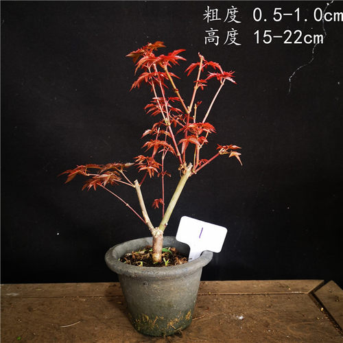 小品日本红枫稀有品种出猩猩盆景盆栽红叶系列枫树实物销售 - 图0
