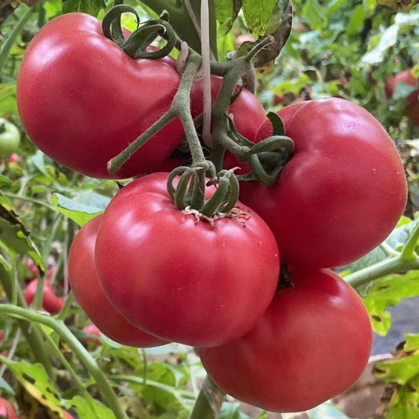 正宗陕西泾阳普罗旺斯沙瓤西红柿新鲜番茄自然熟孕妇生吃水果包邮 - 图0