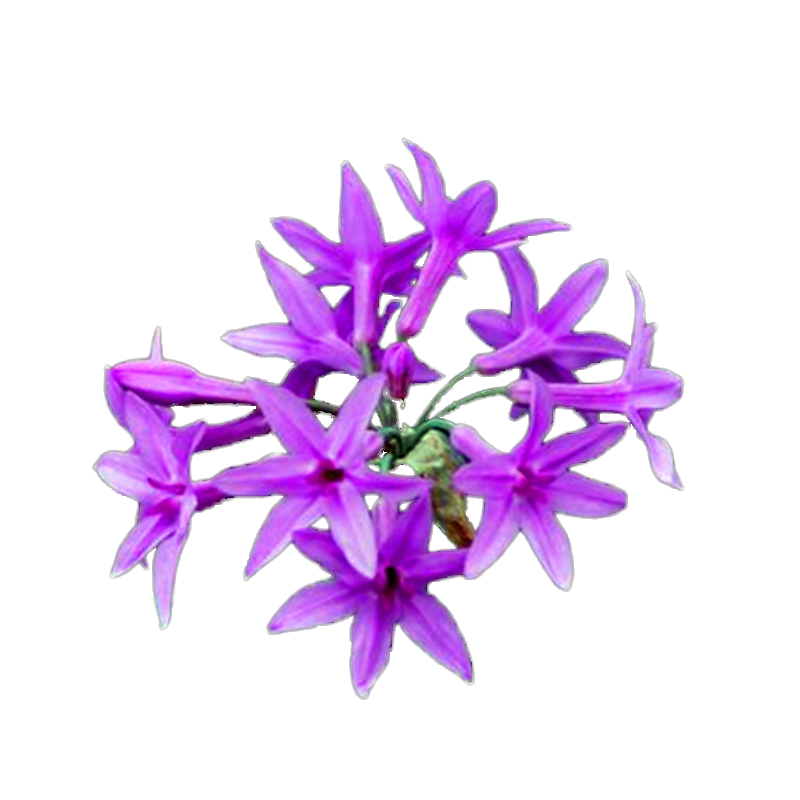 紫娇花庭院花卉紫色小花多年生绿值 热品库 性价比省钱购