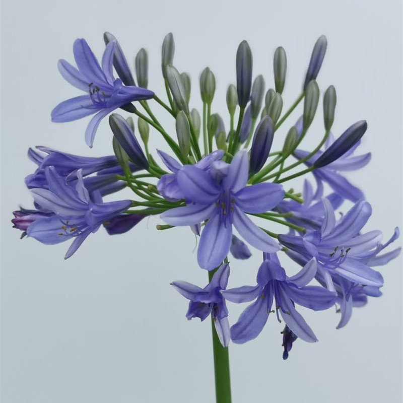 蓝花百子莲羊城庭院花卉绿化爱情花多年生开花规格耐旱易