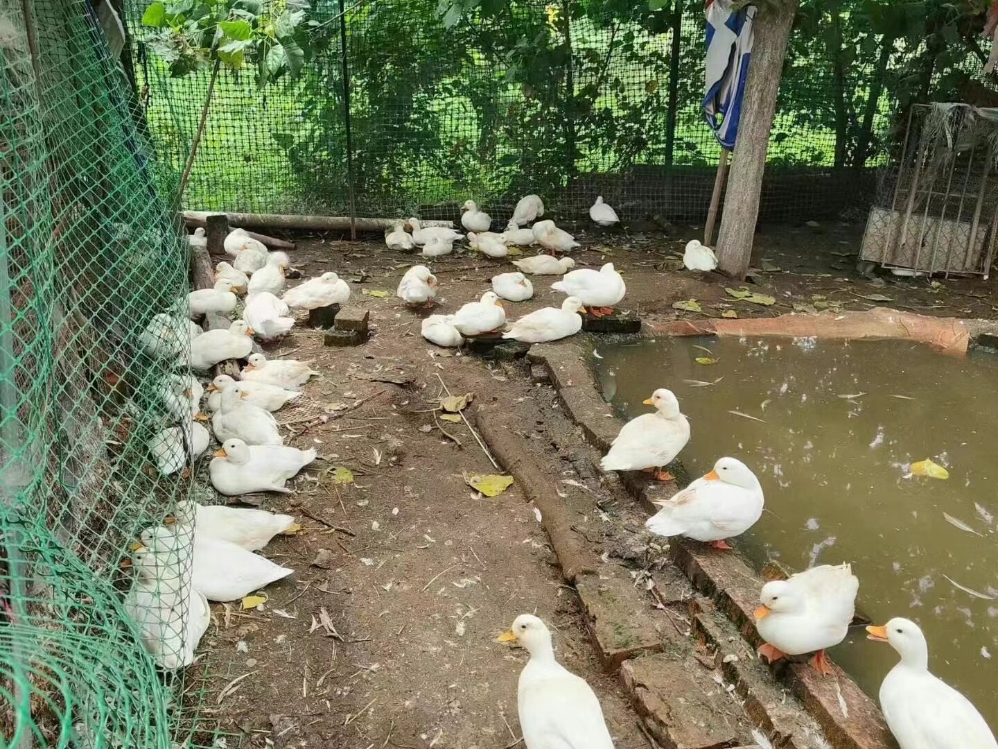 萌宠动物大小科尔鸭可达鸭网红鸭苗马观赏珍禽动物特种养殖动物,淘宝优惠券,粉丝福利购,淘宝优惠卷