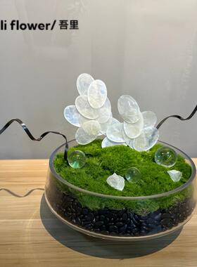 桌面上海永生苔藓贝壳