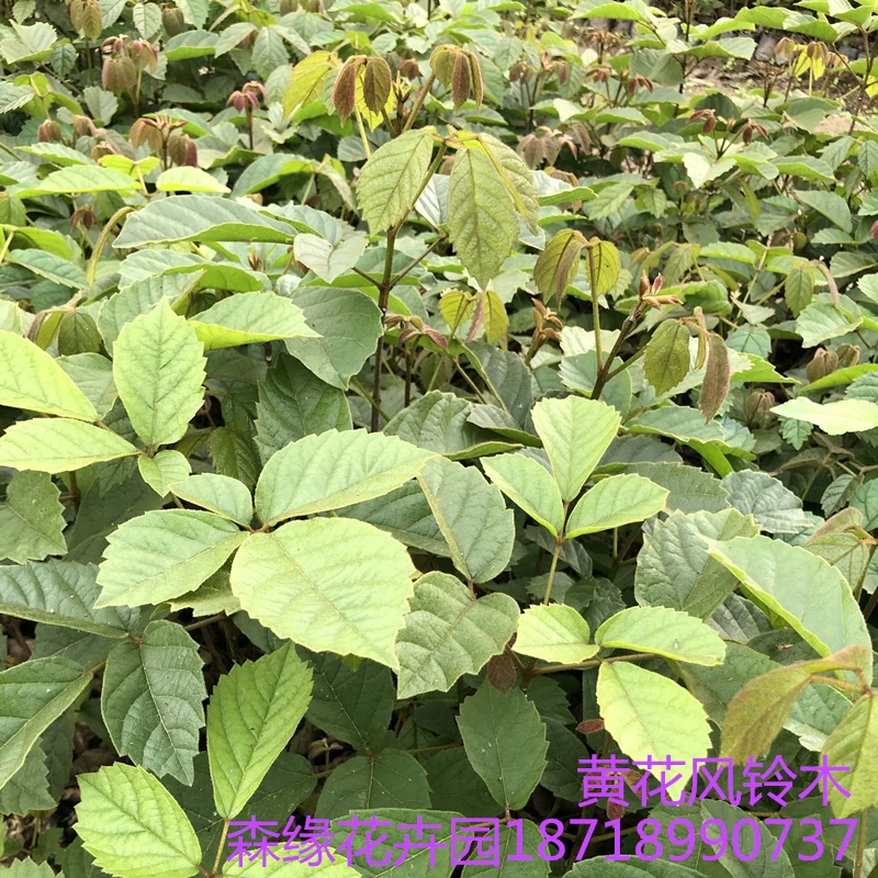 [Authentic Golden rainbow flower acacia seedling courtyard villa campus scenery plant Brazilian rainbow acacia shrub purple flower rainbow tree seedling]