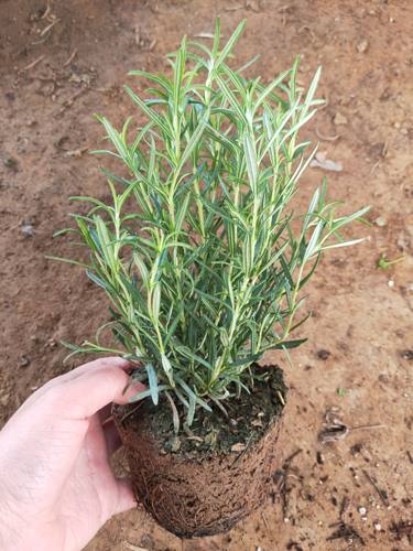 新鲜可食用盆栽香草牛排迷迭香大苗小苗绿植驱蚊净化空气耐寒植物 - 图2