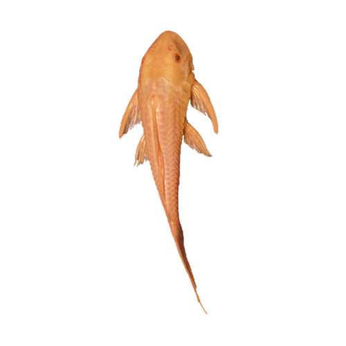 热带观赏鱼吃垃圾鱼工具鱼冷水清缸鱼鹦鹉鱼女王清道夫鱼活体包邮 - 图2