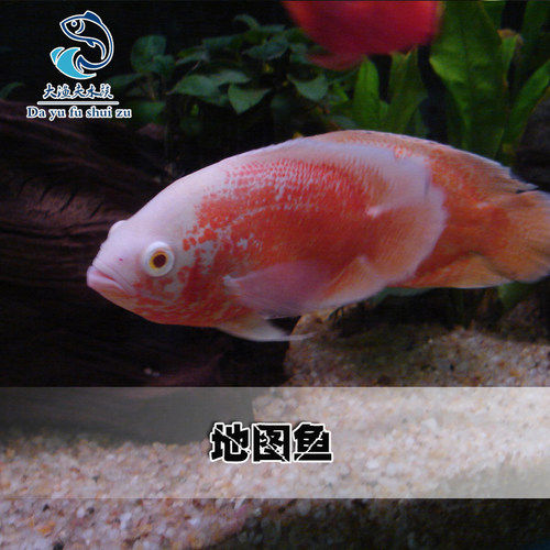 黑地图鱼白地图鱼猪仔鱼花猪鱼中大型银龙鱼热带观赏鱼活体包邮 - 图1