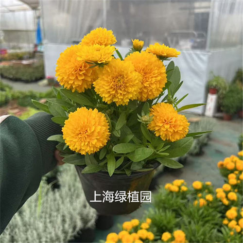 小闹钟金鸡菊盆栽进口多年生耐热耐冻阳台庭院花园包邮爆多花美化 - 图1