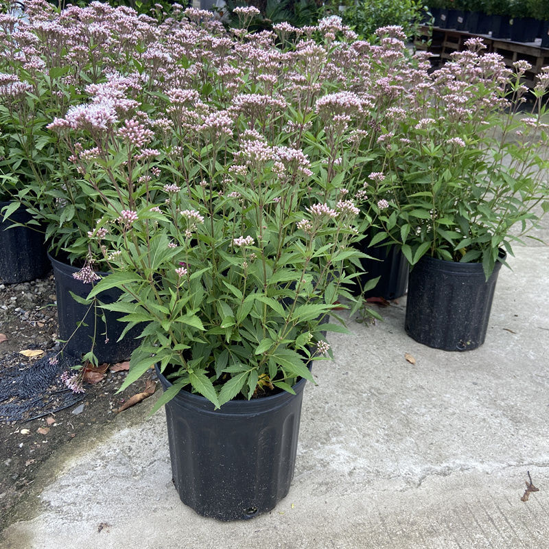 麻叶泽兰叶佩兰盆栽花苗多年生耐寒耐热蜜源植物阳台庭院花镜带花-图0