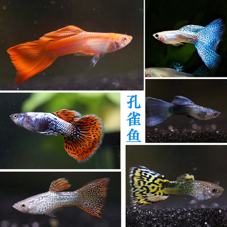 Guppy Bag Live Full Red Eye Torch Brazilian Red Momolan Ivory White Lace Dress Fish Anchovy