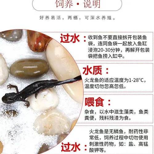 小火龙活体鱼冷水鱼清道夫蝾螈金鱼冷水鱼观赏鱼小型鱼缸清洁六角 - 图2