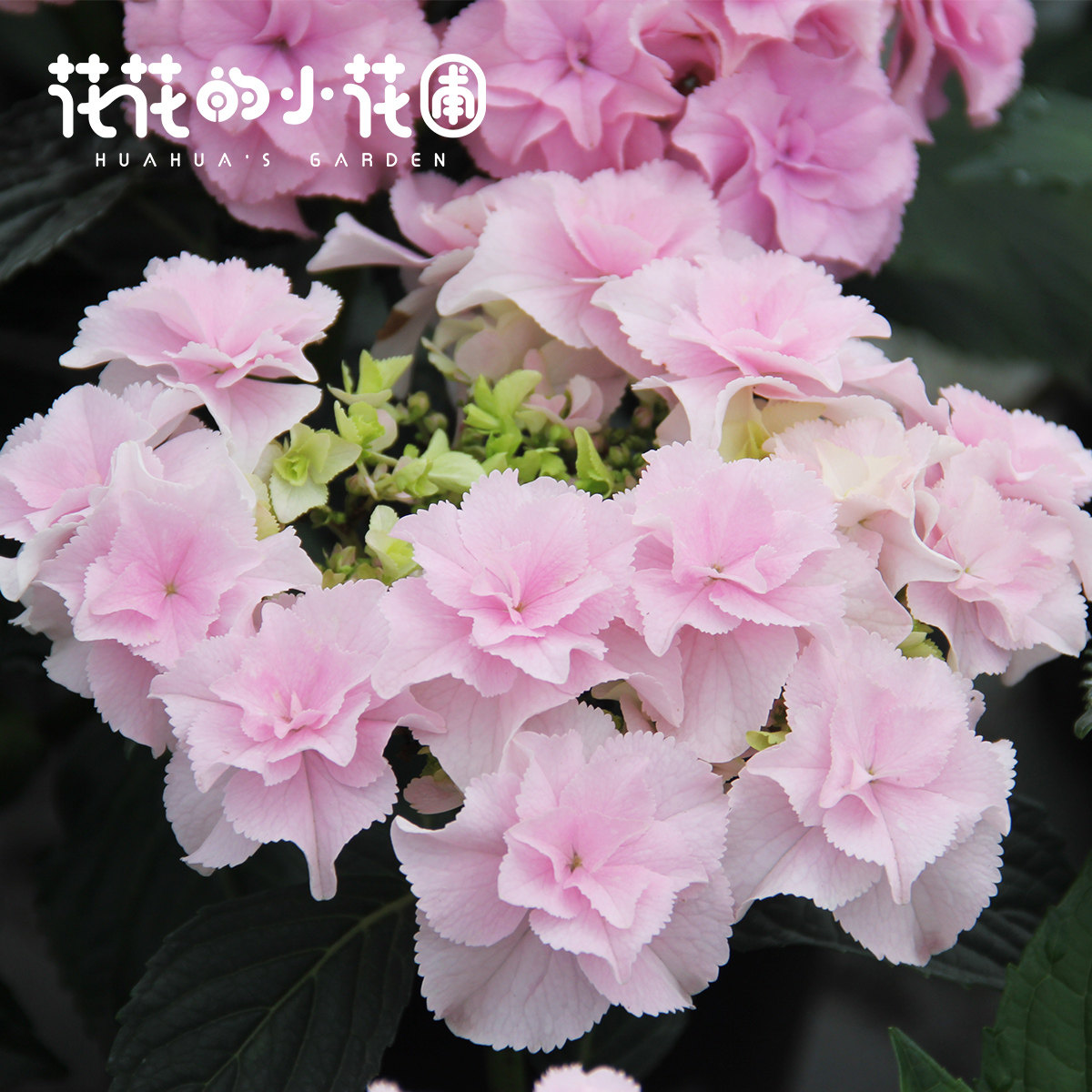 大花绣球盆栽苗无尽夏万华镜薄荷拇指魔幻彩色梦想易活绿植花卉,淘宝优惠券,粉丝福利购,淘宝优惠卷