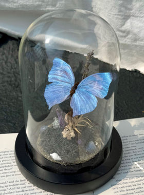山意SHALL机械悠哉蓝闪蝶平替创意蝴蝶标本玻璃罩原创生日礼物diy