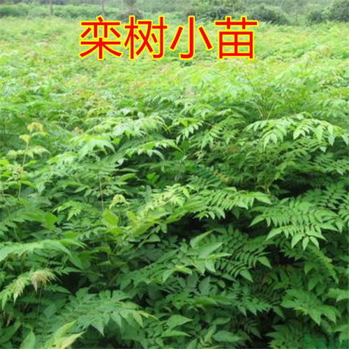 庭院风景树 栾树苗 黄山栾树 北京栾树 绿化苗木 行道树栾树小苗 - 图1