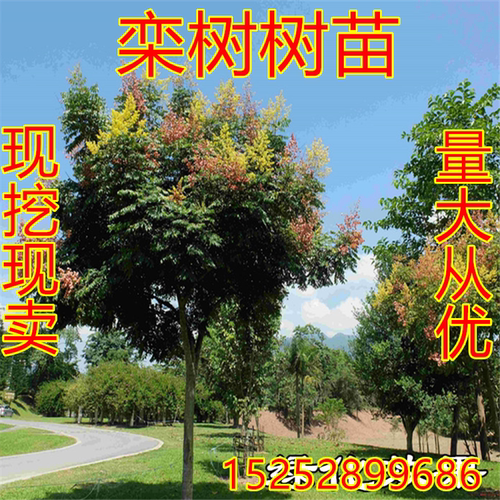庭院风景树 栾树苗 黄山栾树 北京栾树 绿化苗木 行道树栾树小苗 - 图0