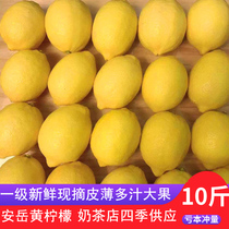 Sichuan Angyue Yellow Lemon 10 catty Grade Fresh Fresh Now Pick Up Shampoo Peel Thin and Juice Milk Tea Shop Special